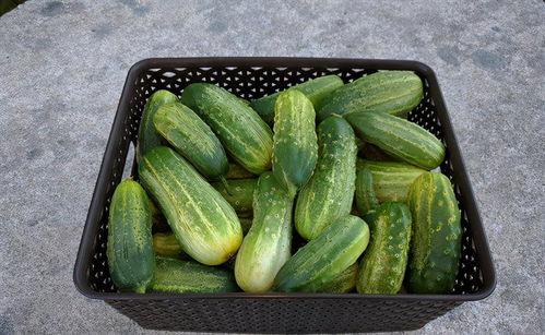 天天吃清瓜好吗,天天吃清瓜的益处与建议  第2张