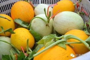 每天不停的吃瓜,我的吃瓜日常