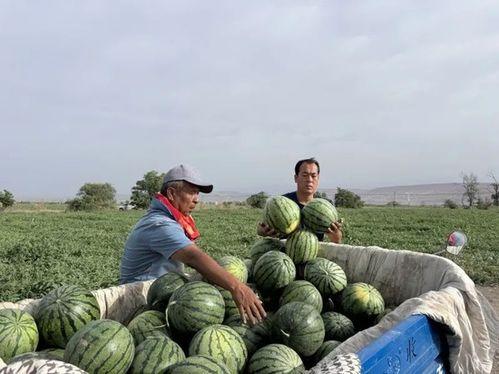 台州比亚迪员工吃瓜,揭秘工厂内部生活点滴