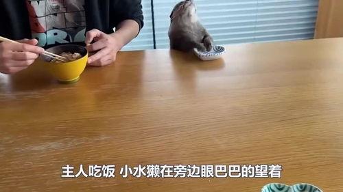 獭瓜怎么吃,解锁美味新体验  第1张