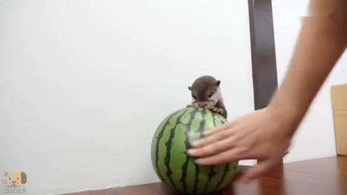 獭瓜怎么吃,解锁美味新体验  第2张