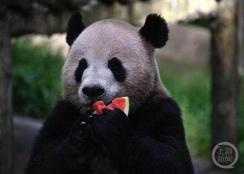 动物吃瓜萌图,动物吃瓜萌图大盘点  第1张