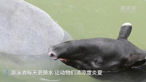 动物吃瓜萌图,动物吃瓜萌图大盘点  第2张