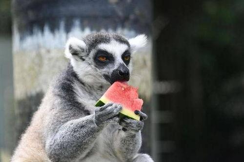 动物吃瓜萌图,动物吃瓜萌图大盘点  第3张