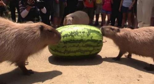 情感方面的吃瓜  第1张