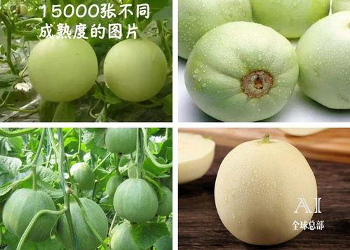 福耳瓜怎样吃,探索美味与营养的完美融合  第3张