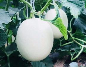 爽瓜可以吃吗,美味可口的夏日消暑佳品  第2张