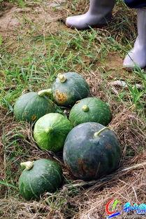 爽瓜可以吃吗,美味可口的夏日消暑佳品  第3张