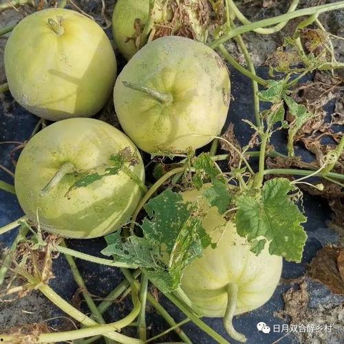 电话吃瓜,揭秘娱乐圈幕后故事  第1张