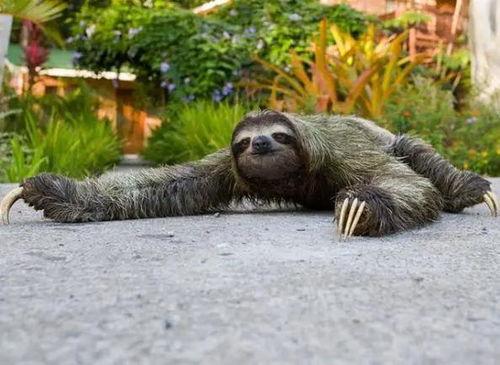 动物吃瓜趣味时刻,动物吃瓜欢乐瞬间大盘点