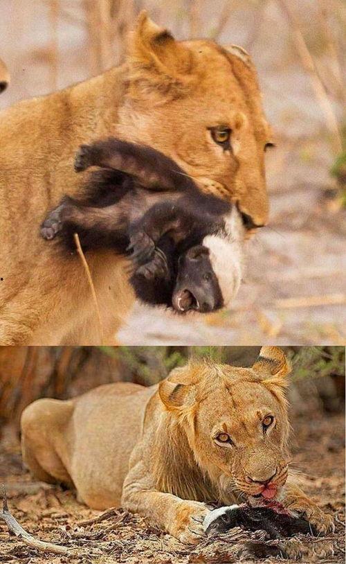 动物吃瓜趣味时刻,动物吃瓜欢乐瞬间大盘点