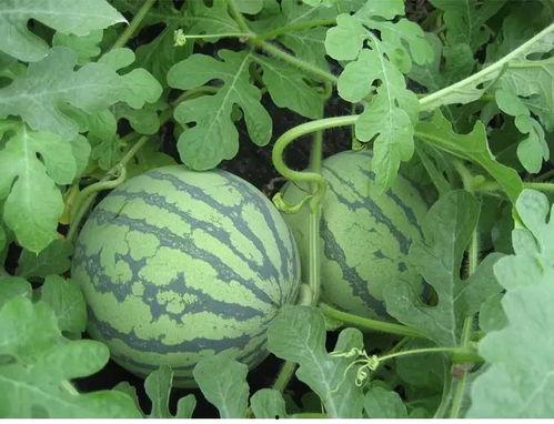 琳念吃瓜,揭秘娱乐圈那些不为人知的幕后故事  第3张