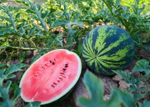 山猫吃瓜,一场生态与美食的邂逅