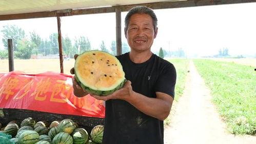 仙居吃瓜基地,瓜果飘香，吃瓜基地的田园风情之旅