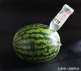 花式吃瓜教学视频,花式吃瓜教学视频大揭秘