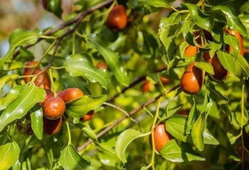 禄丰吃瓜  第3张