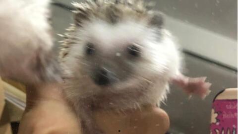 防止瓜被刺猬吃  第1张