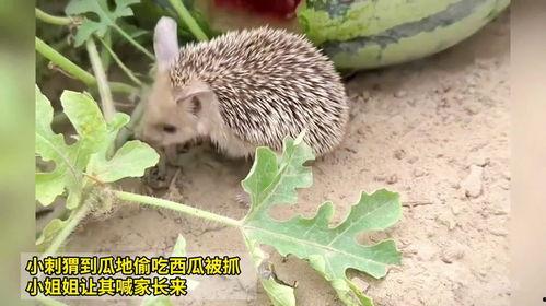 防止瓜被刺猬吃  第2张
