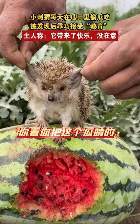 防止瓜被刺猬吃  第3张