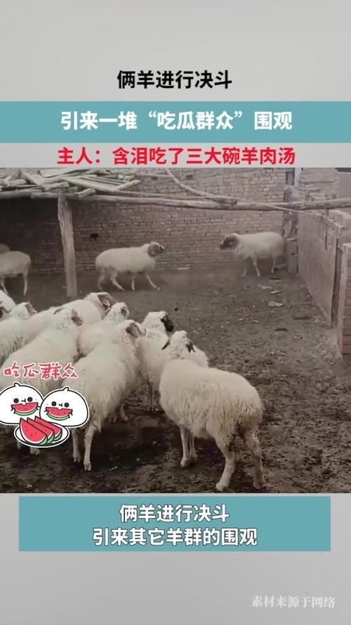 羊吃瓜的歌曲,一场田园牧歌的欢乐之旅  第3张