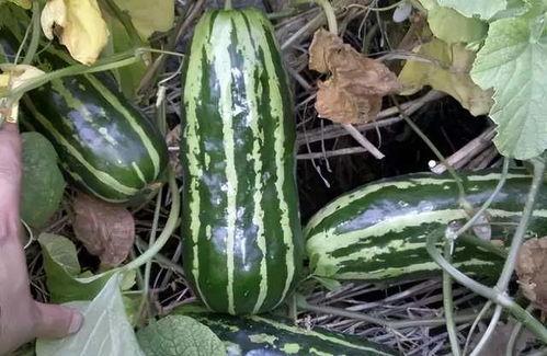 长形瓜是什么瓜怎么吃,长形瓜的独特风味与多样食用方法揭秘  第1张