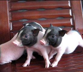 吃瓜的小香猪,萌宠美食日记  第1张