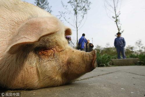 吃瓜的小香猪,萌宠美食日记  第2张