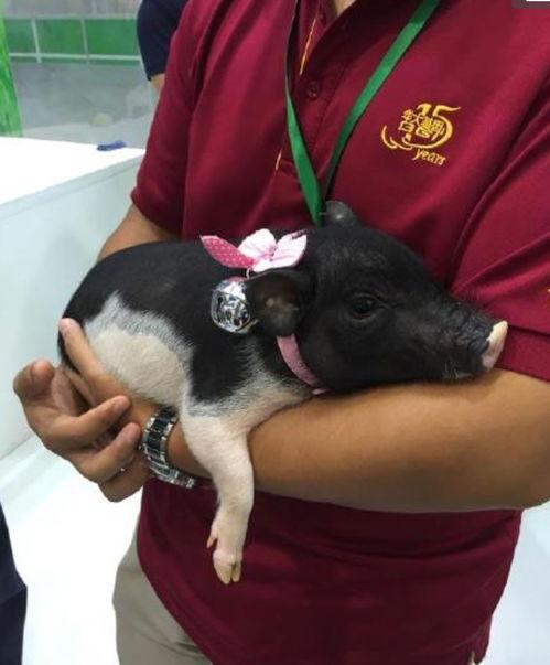 吃瓜的小香猪,萌宠美食日记  第3张