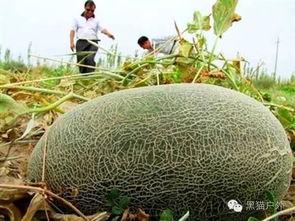 伽师瓜干怎么吃  第2张