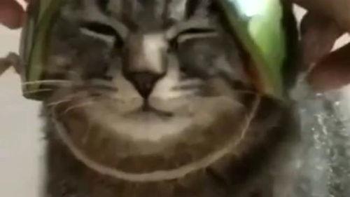 带你吃瓜恐怖物体,恐怖物体背后的惊悚真相