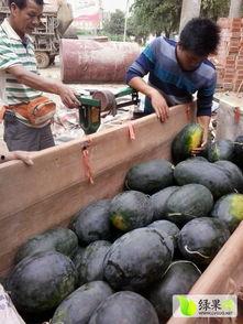 黑美人吃麒麟瓜