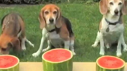 狗怎么吃瓜,瓜果时光里的欢乐瞬间