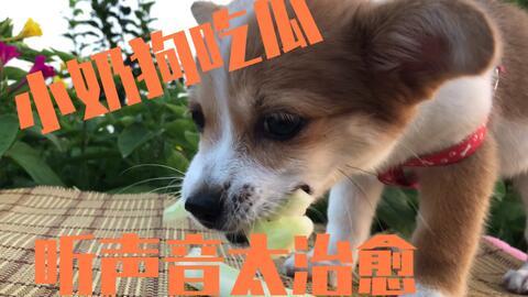 狗怎么吃瓜,瓜果时光里的欢乐瞬间