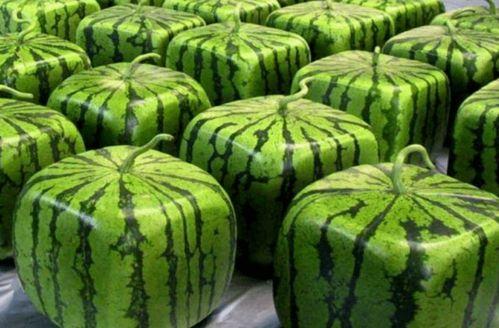 一卡吃瓜,揭秘娱乐圈背后的秘密与八卦  第1张