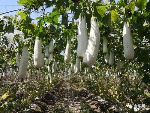 义乌吃瓜,瓜果飘香，品味人间烟火  第1张