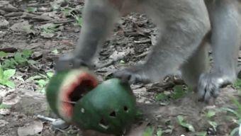 猴王吃瓜音乐,音乐盛宴中的奇幻之旅