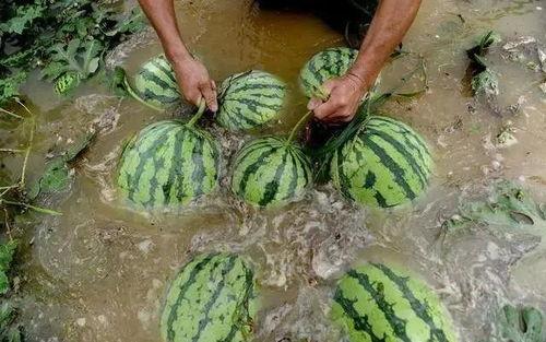 吃瓜大户人,揭秘娱乐圈幕后风云的神秘人物  第2张