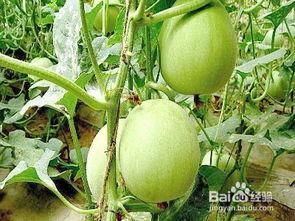 孕妇可以吃白雪瓜不,孕妇适宜食用白雪瓜的益处