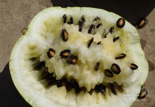 吃籽瓜能吃鱼吗,探寻食材搭配的奥秘