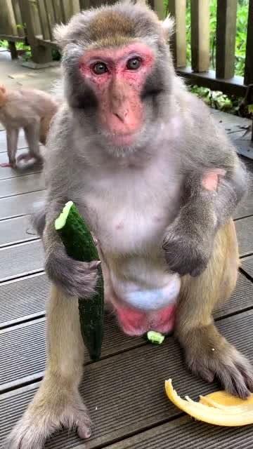 猴子大王吃瓜,一场热带雨林的奇幻食旅