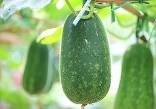 吃瓜拉瓜种子,揭秘吃瓜拉瓜种子的神奇之旅