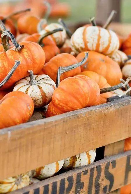 冬季吃籽瓜,冬季籽瓜美食之旅