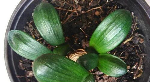 吃瓜养崽空间,揭秘娱乐圈的甜蜜育儿生活