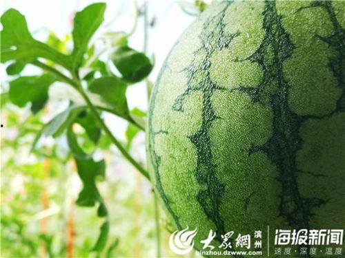 五一官网吃瓜,揭秘热门事件背后的真相