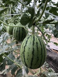 网红广东吃瓜,揭秘美食背后的故事与趣味