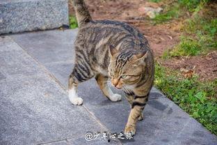 吃瓜群众视频猫咪,萌宠版“娱乐圈”幕后花絮大揭秘