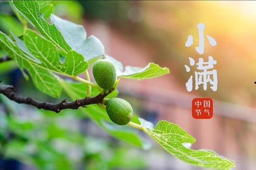 小满吃瓜,瓜果飘香，尽享田园美味  第1张