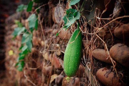 小满吃瓜,瓜果飘香，尽享田园美味  第2张