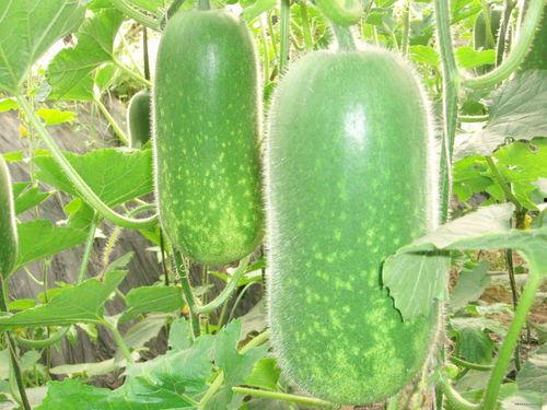 吃大瓜就要吃大瓜吗图片,揭秘“吃大瓜就要吃大瓜”的美食奥秘  第2张