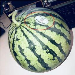 男性网红吃瓜 第1张 男性网红吃瓜 第1张